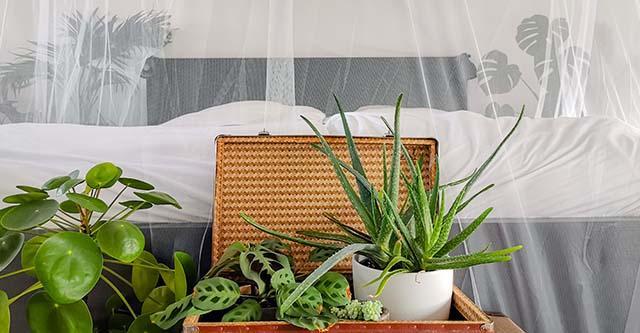 Duurzaam wonen: Slaap zacht in de groene slaapkamer